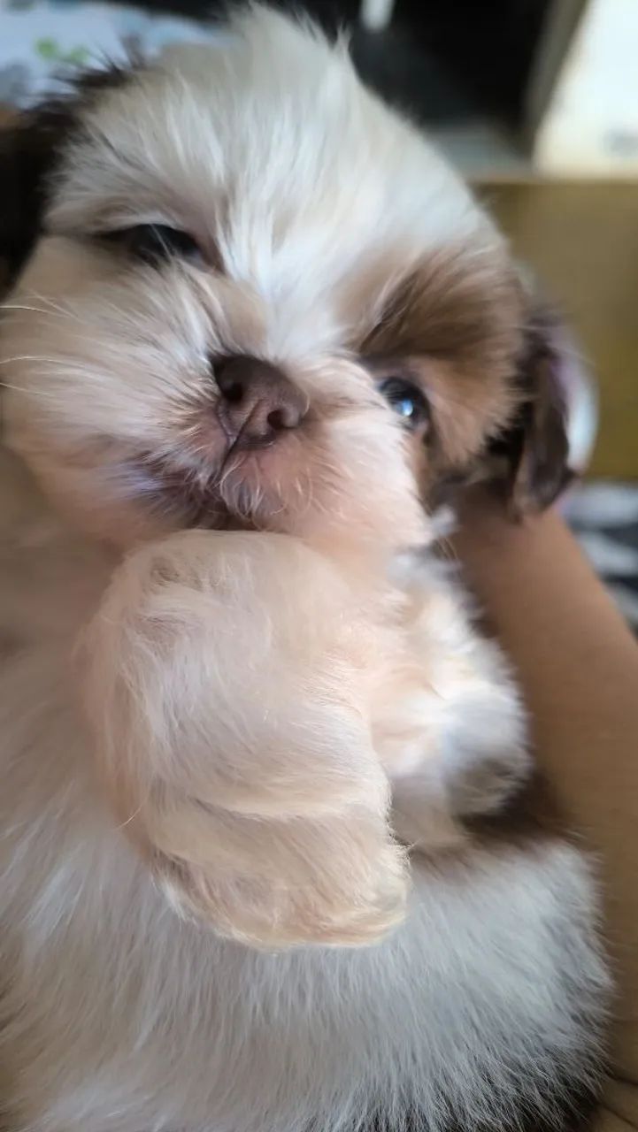 Vende- se filhote de shtzu puro, macho.  - Foto 2