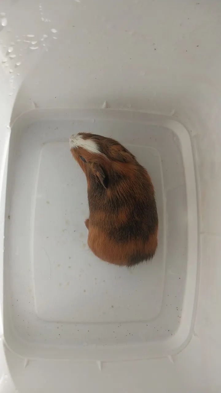 Porquinho da índia  - Foto 2