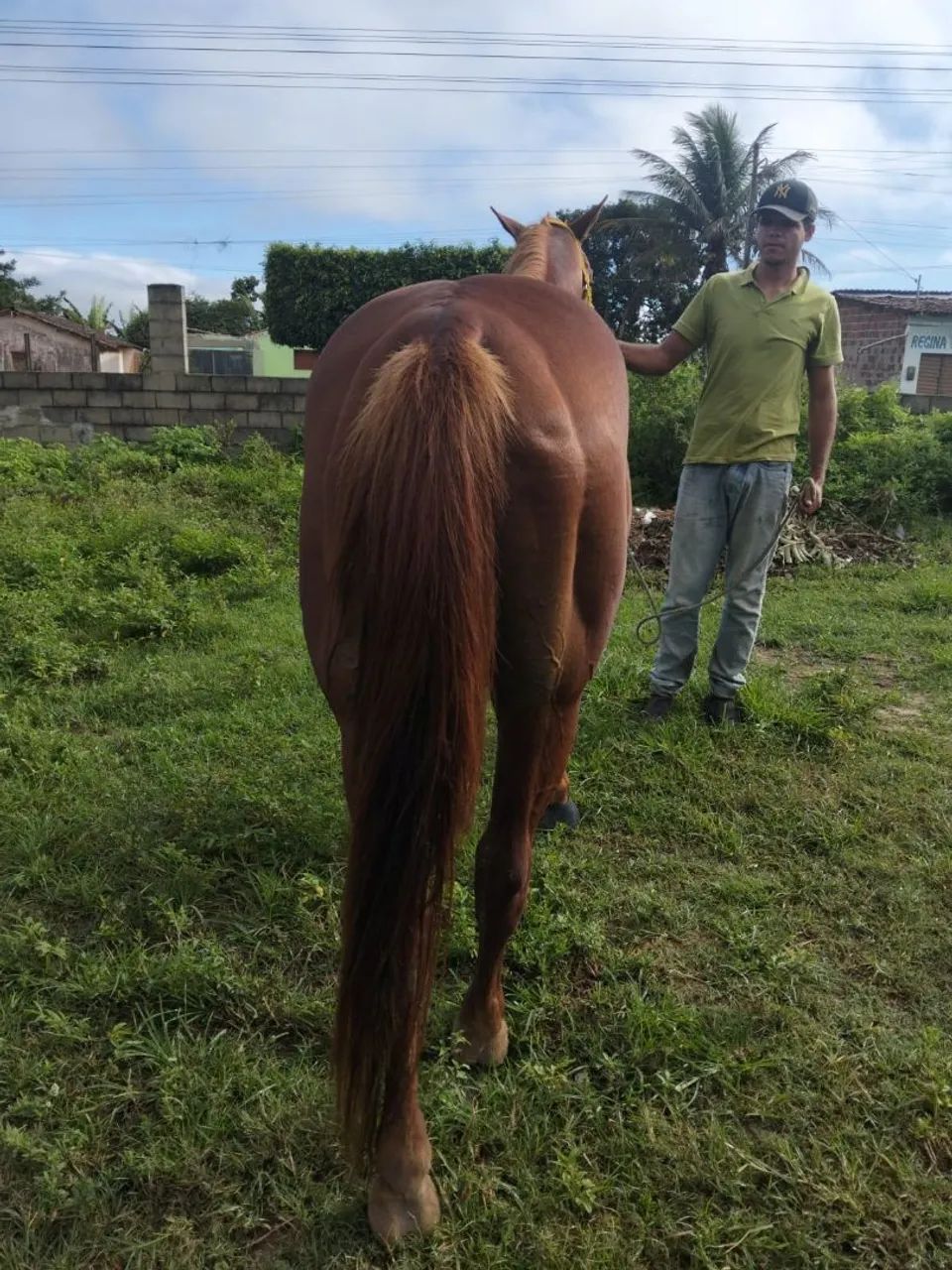 Cavalo de direita bom - Foto 3