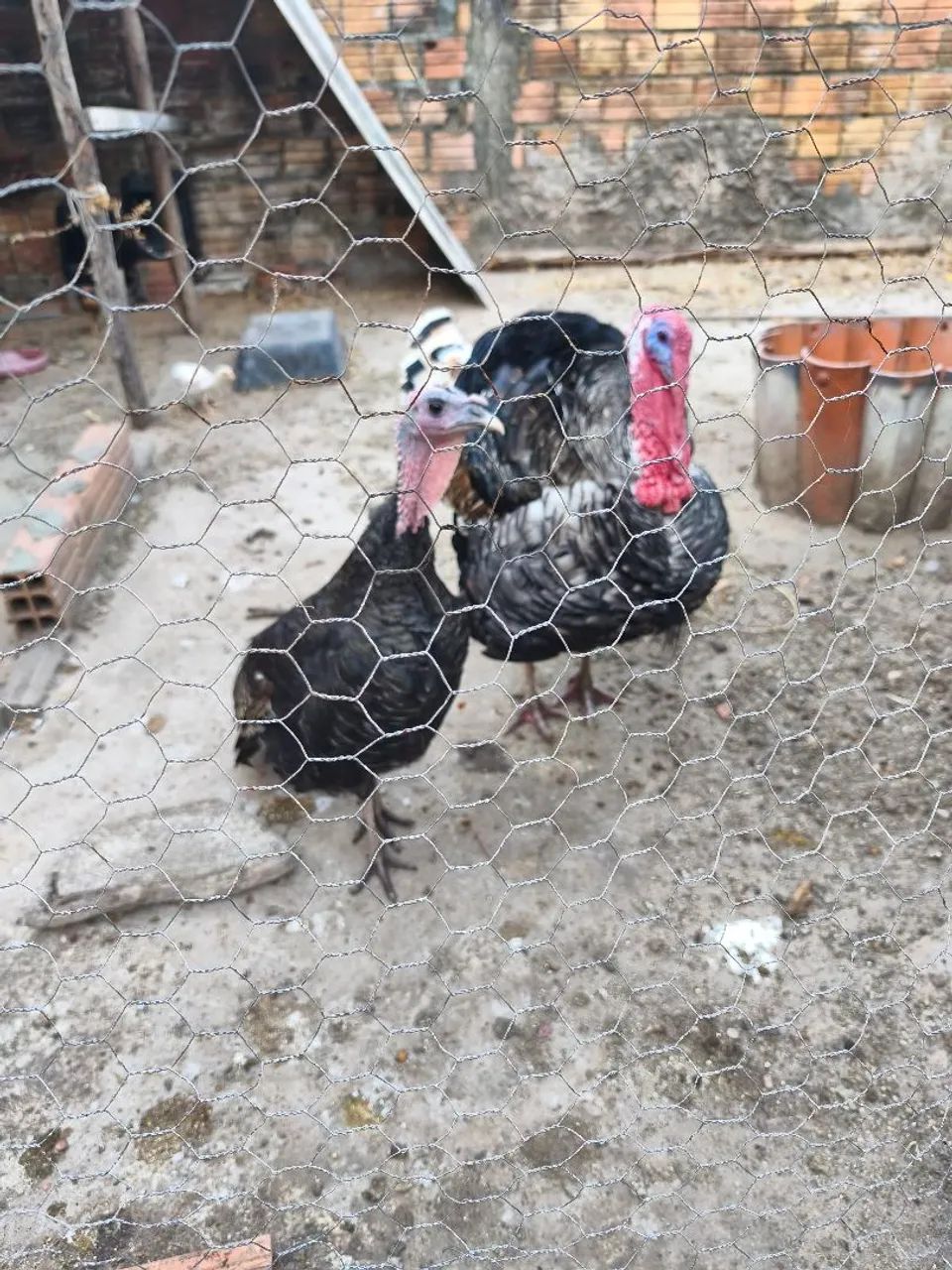 Peru macho - Foto 3