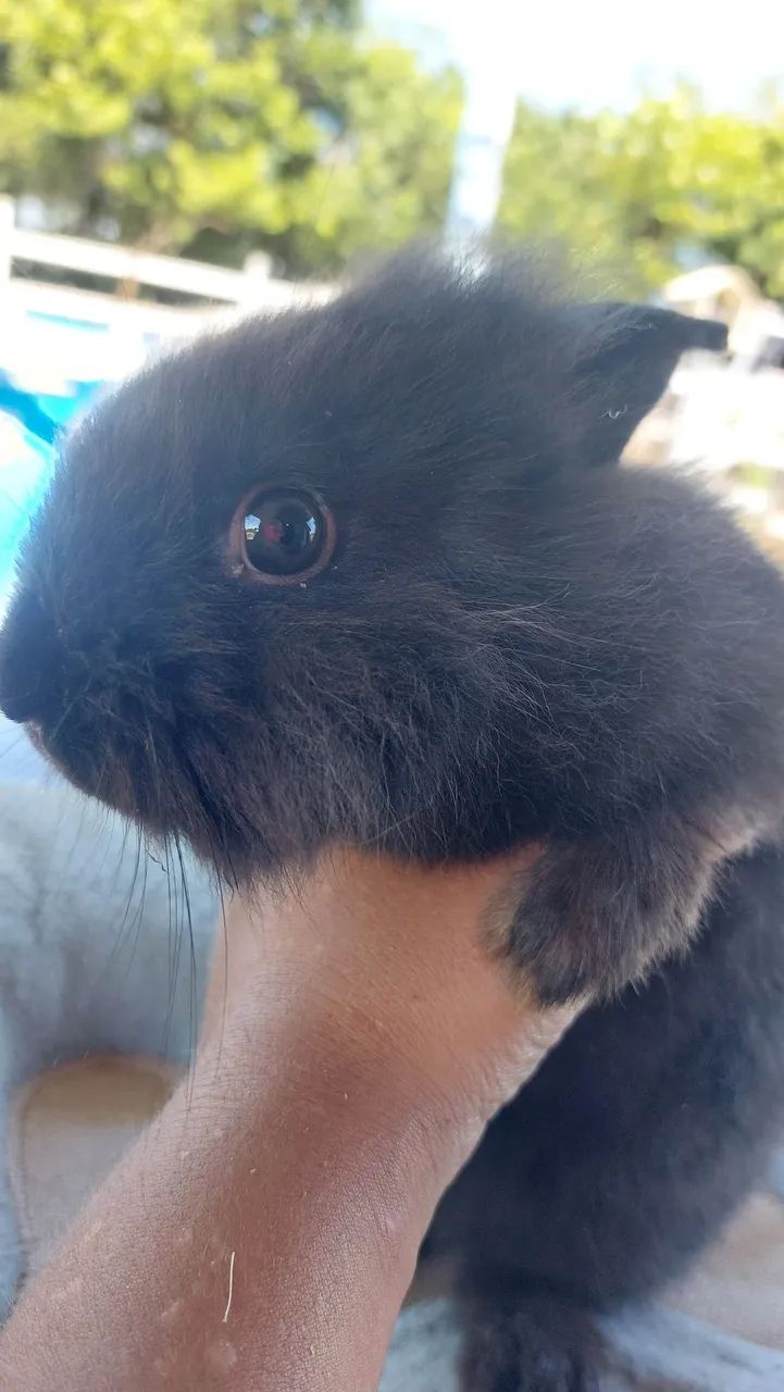 Coelho Mini Lion Head Fêmea Pelo Denso muito dócil e carinhosa - Foto 4