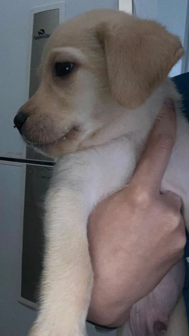 Labrador  - Foto 3