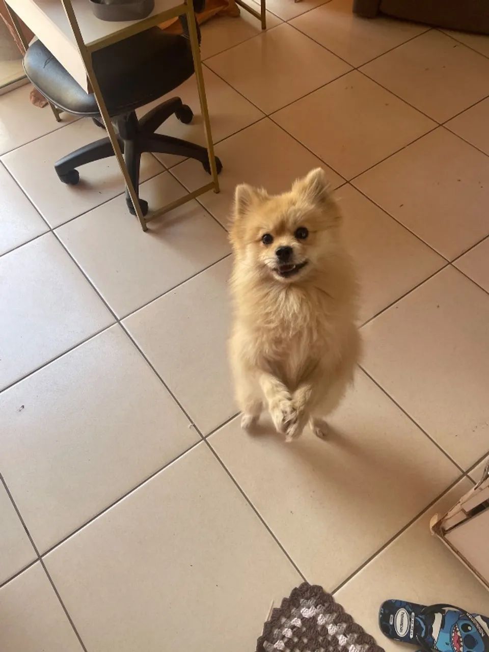  Cachorrinho 