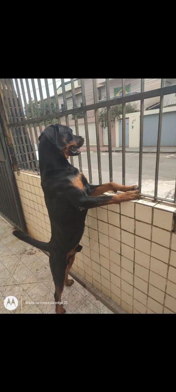 Cachorro pre venda - Foto 2