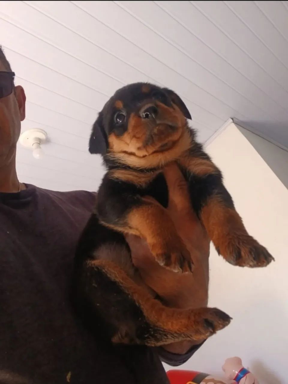 Cachorro 