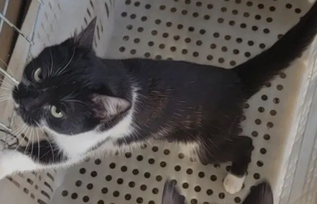 Doação de gatos - Foto 4