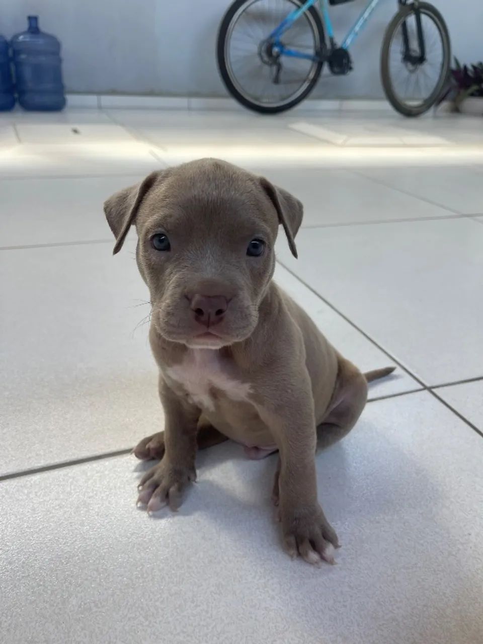 Pitt monster filhote com 2 meses 