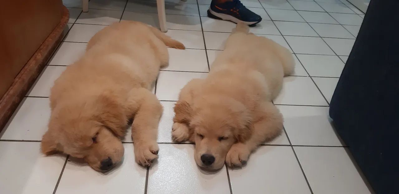 Golden Retriever filhotes  Excelente Linhagem - pedigree CBKC - Foto 4