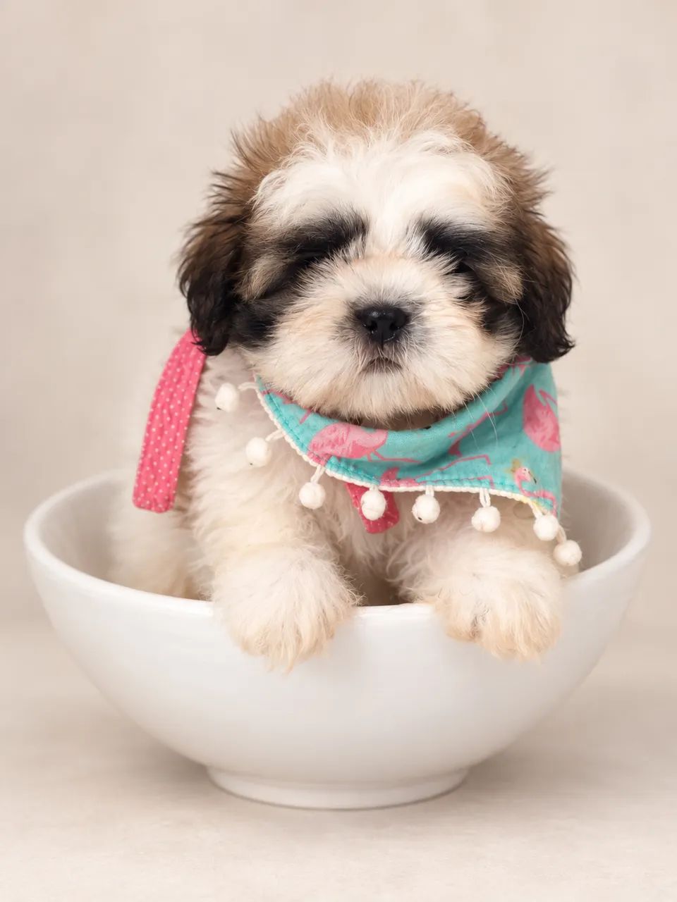 Filhote de shihtzu - Foto 3
