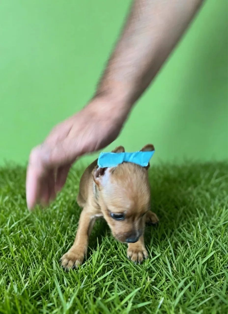 Pinscher mini disponível 