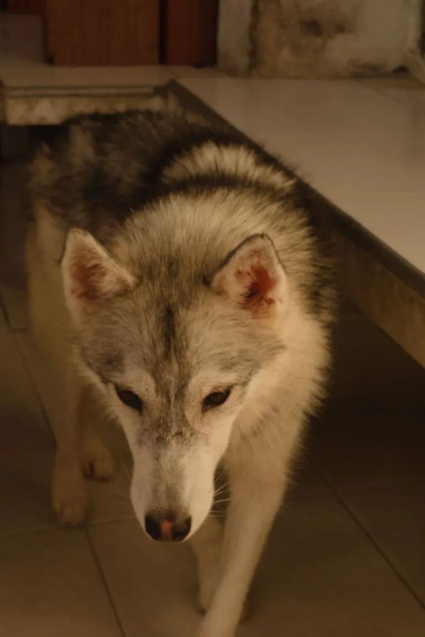 Husky Siberiano Puro de Verdade - Foto 2