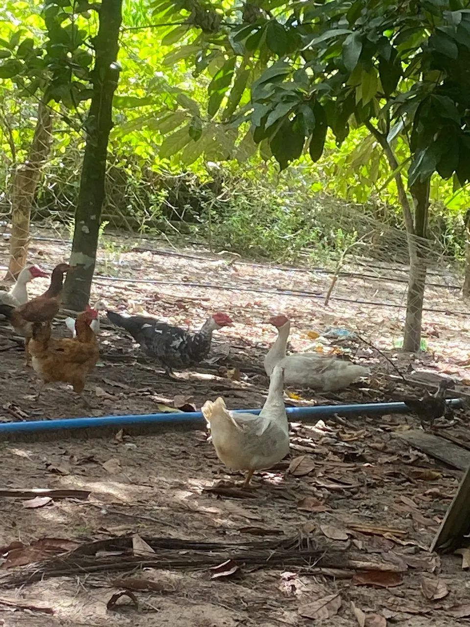 Vendo Patos  - Foto 2