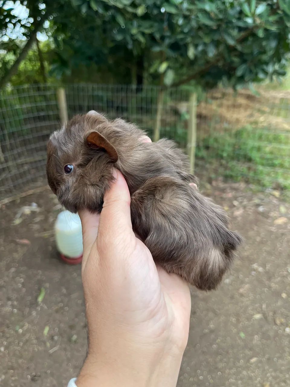 Macho peruano pelo longo 