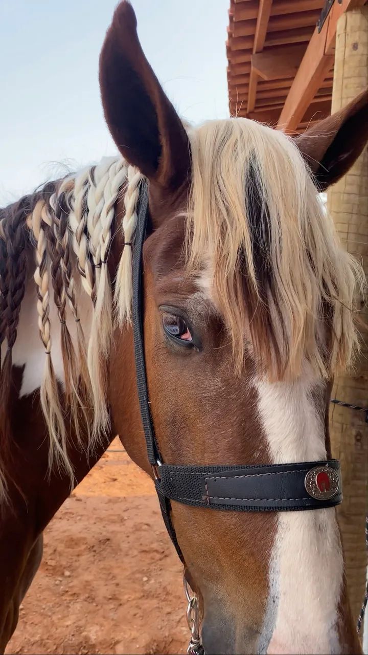 Vendo cavalo - Foto 2