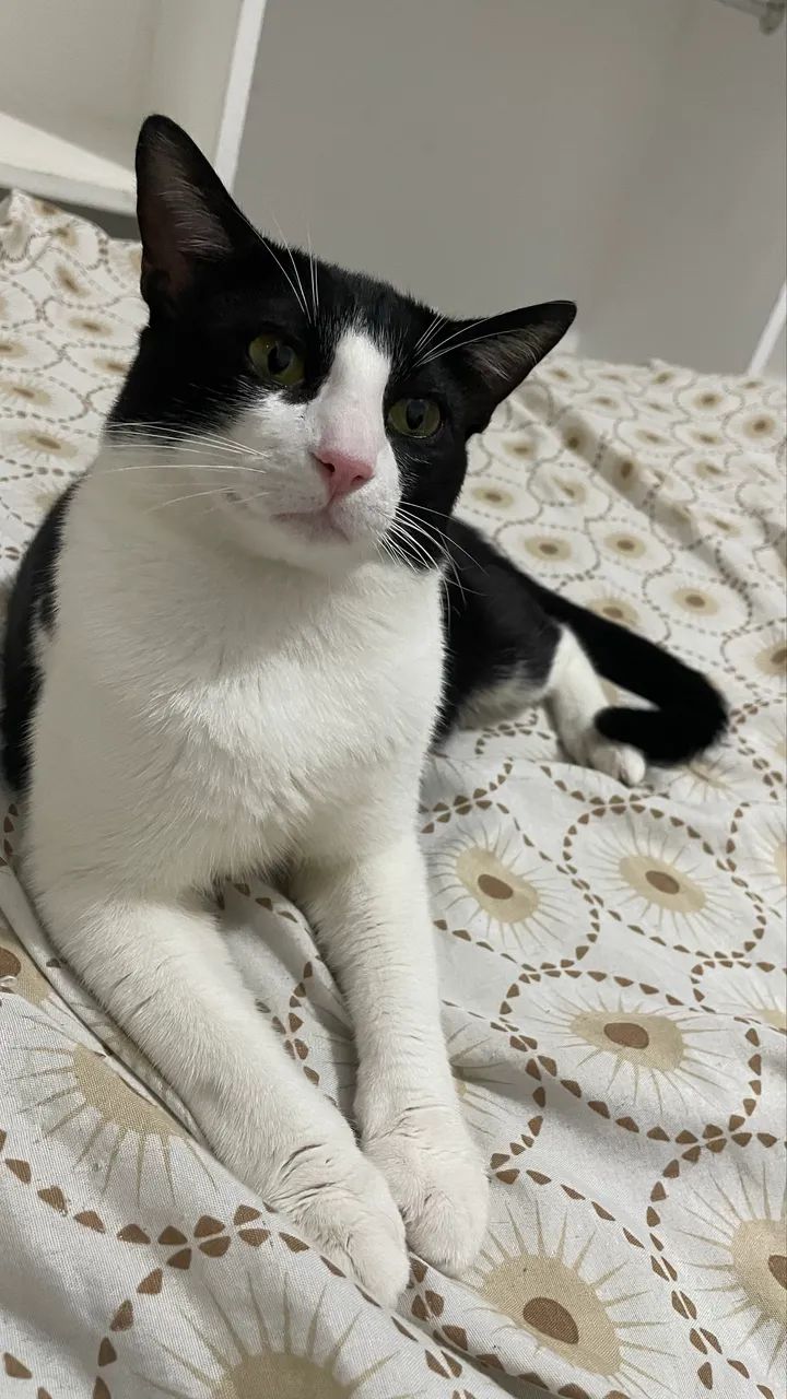 Gato adoção responsável  - Foto 4
