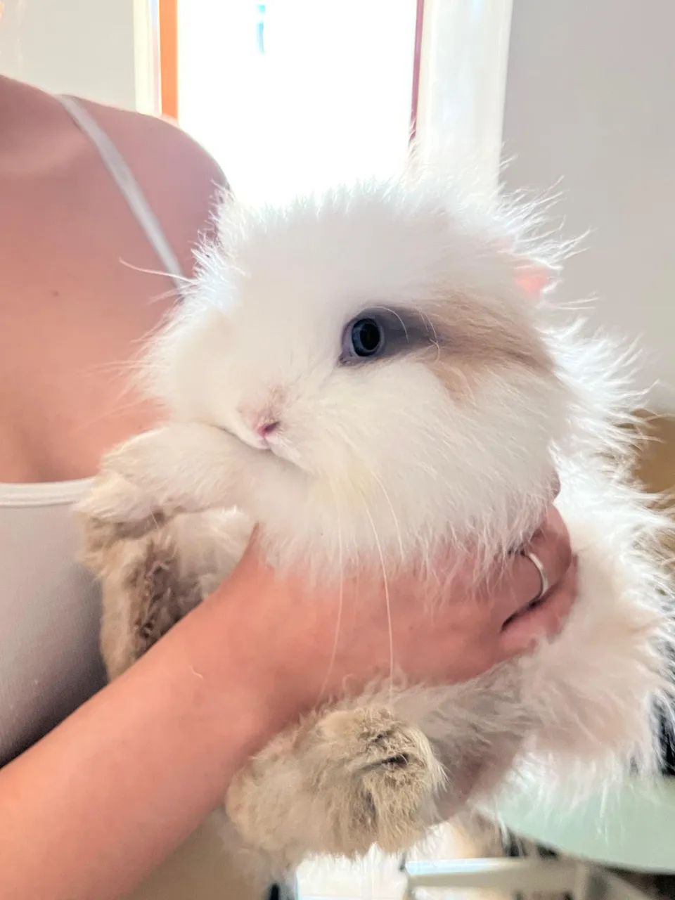 Filhote Coelho Lion - Adoção Responsável  - Foto 3