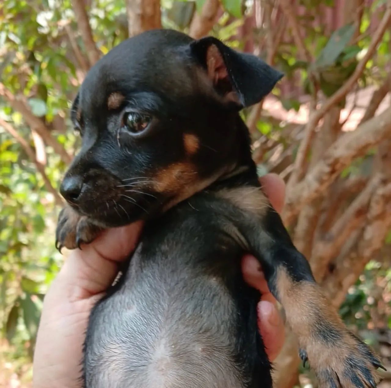 pinscher 