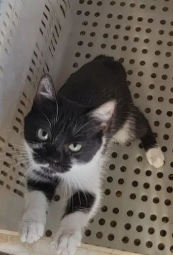 Doação de gatos - Foto 2