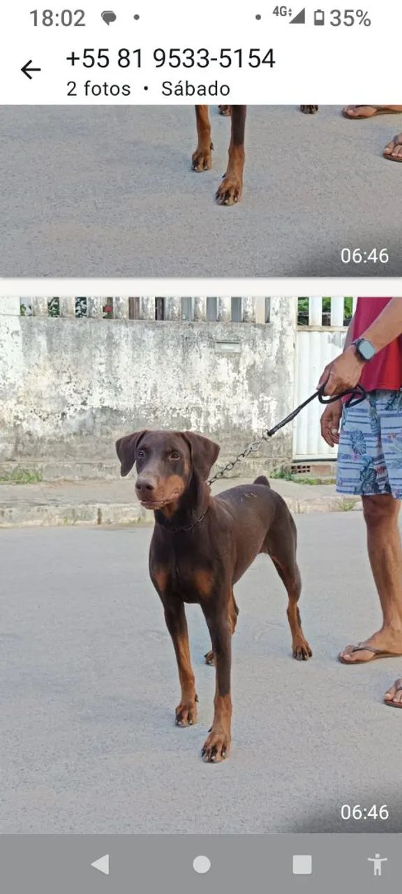 Animal - Foto 2