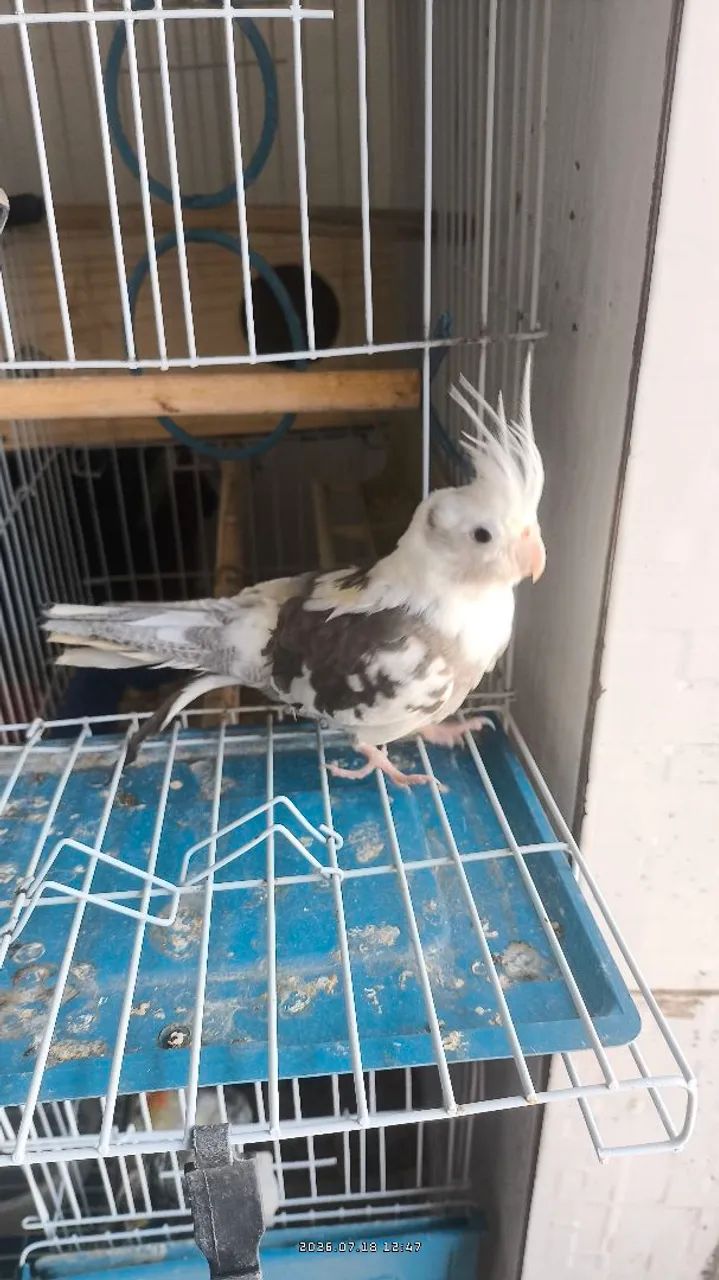 Gaiola - Foto 2