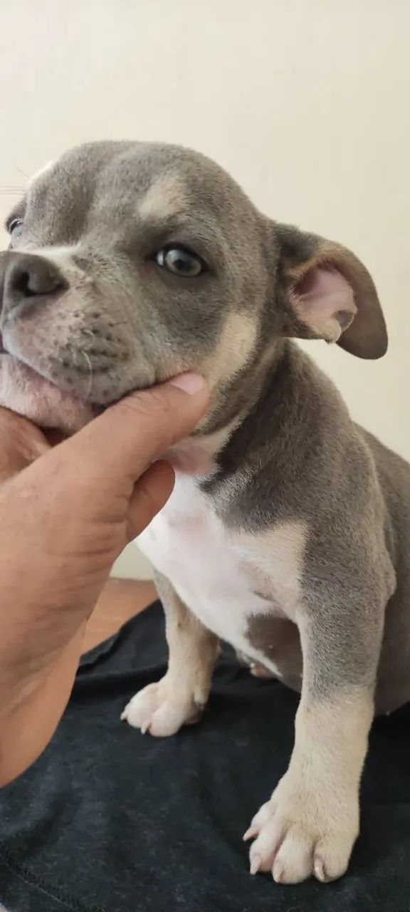 American Bully mocro - Foto 2