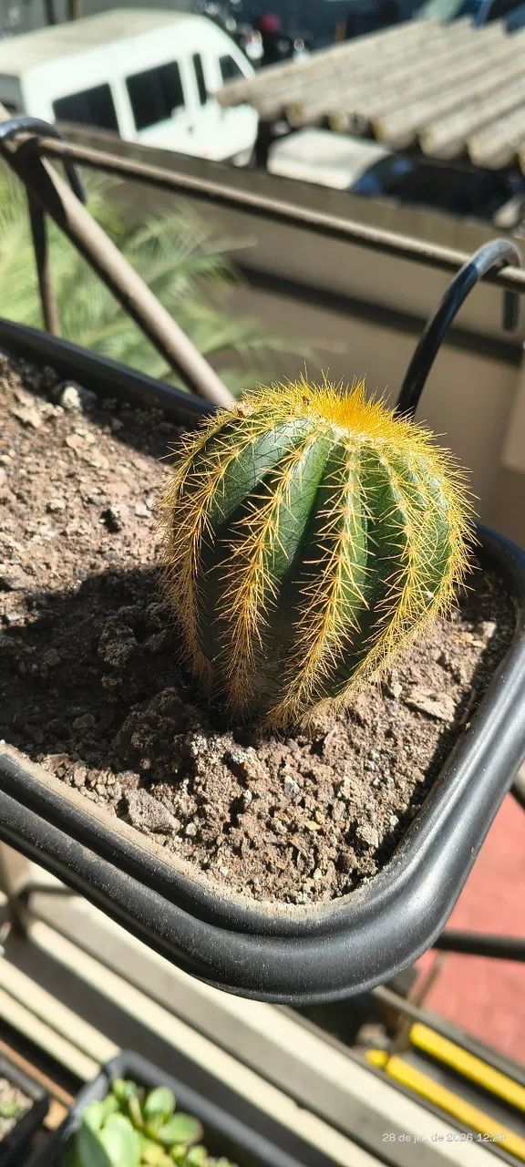 Cacto Parodia Magnifica - Foto 2