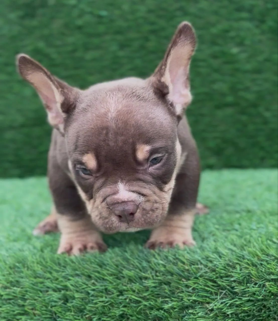 American bully micro  - Foto 4