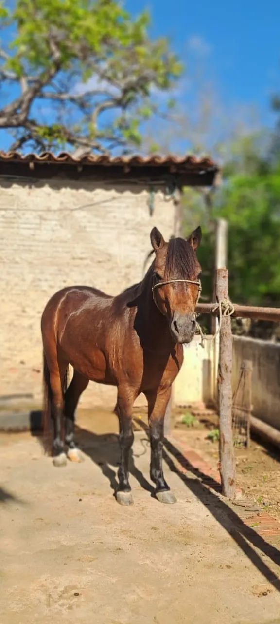 Vende-se pônei 6.000 - Foto 2
