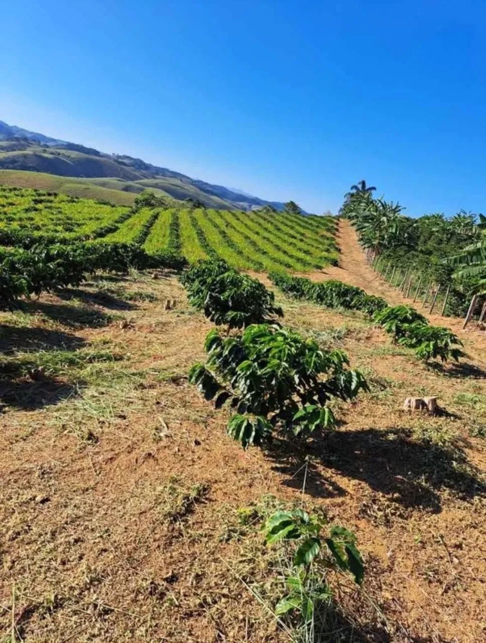 Terreno com café - Foto 2