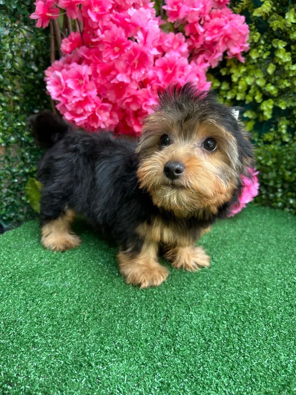 Yorshire Terrier (Mini ) Macho 