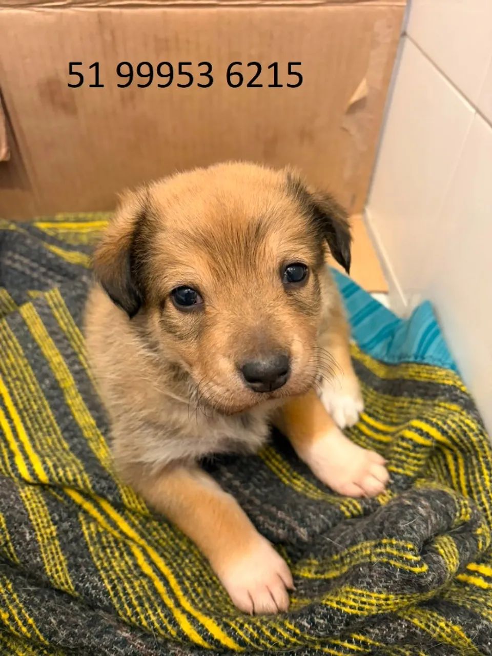 Filhotes de cachorro para doação - Foto 2