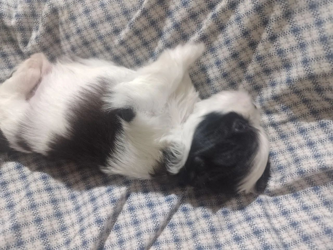 Cachorro - Foto 3