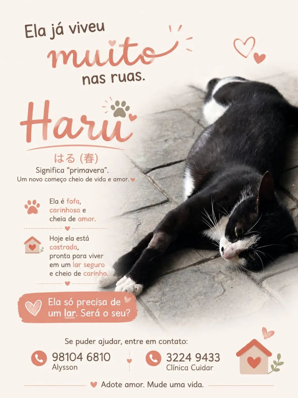 Gata para adoção 