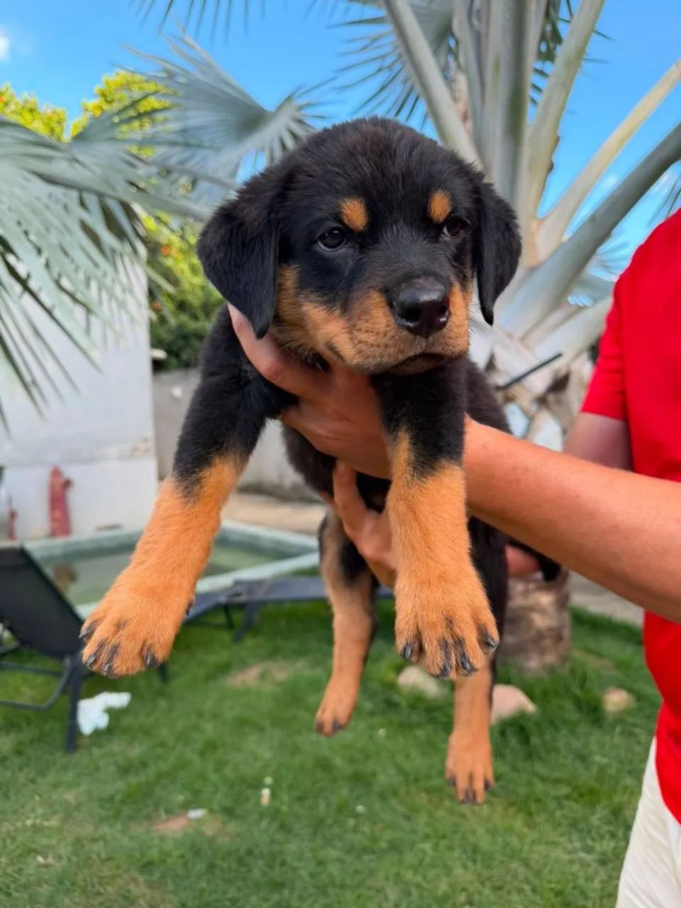 Filhotes de Rottweiler - Foto 3