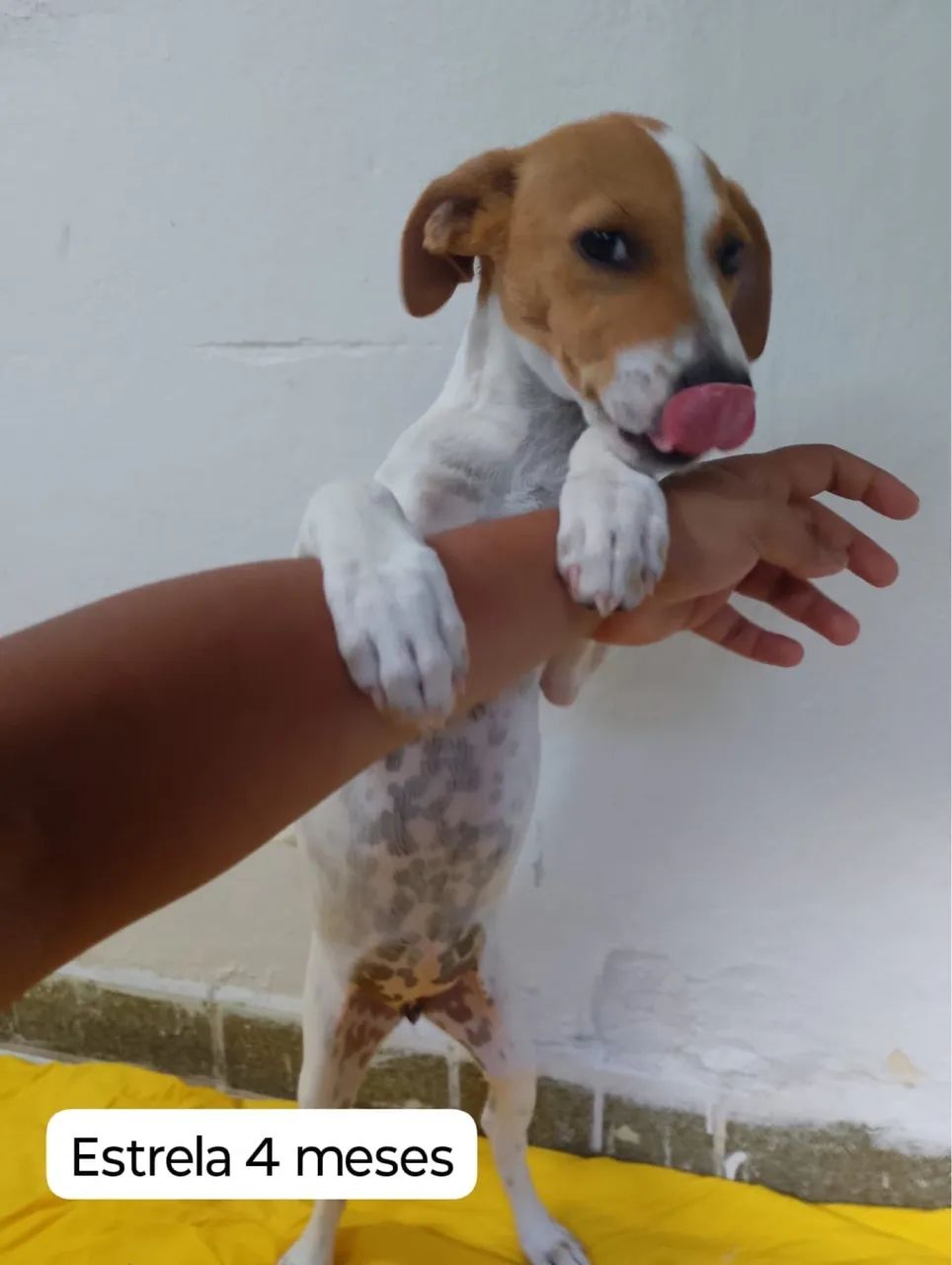 Cachorras para doação