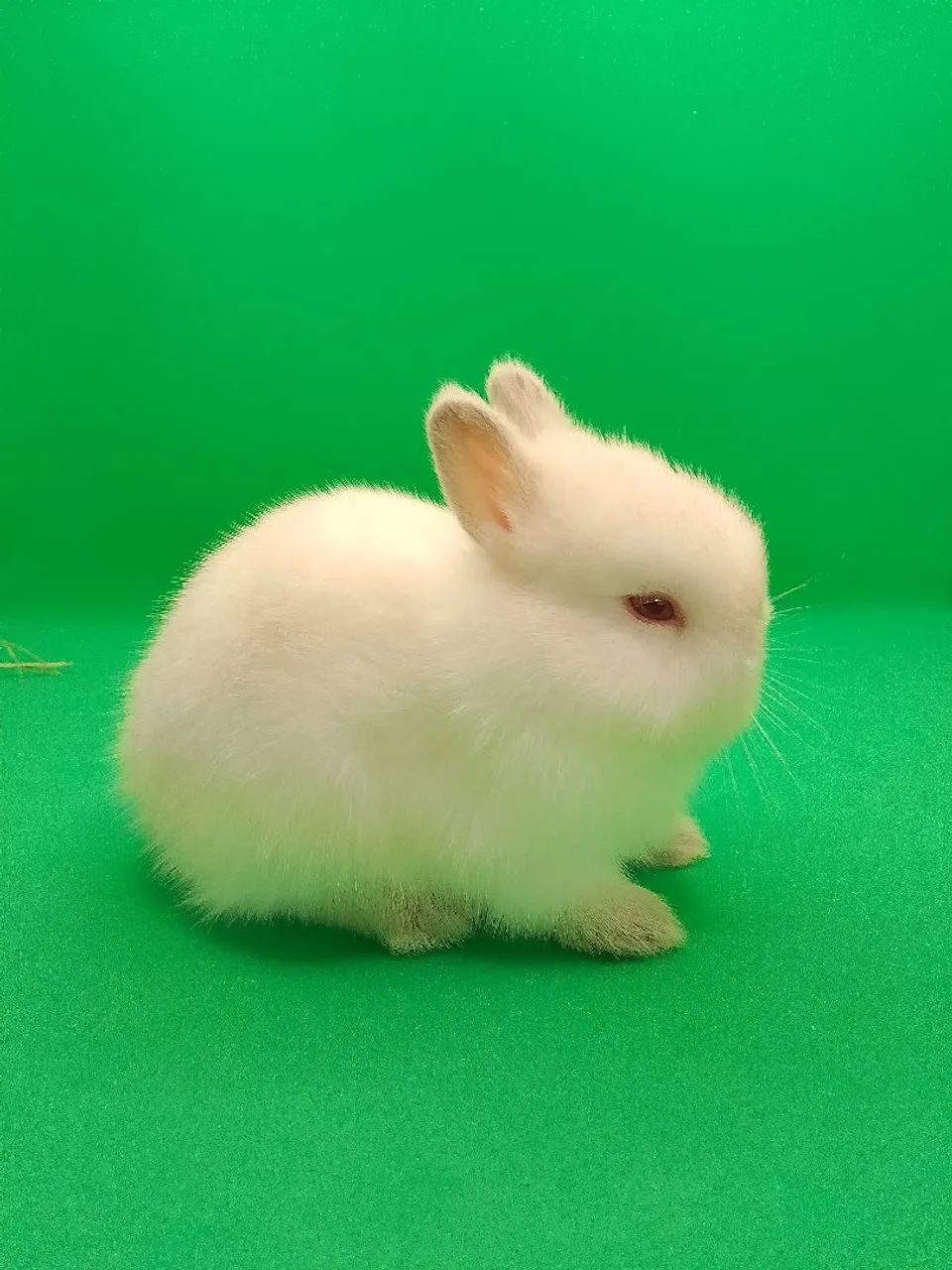 Coelho anão Netherland Dwarf  - Foto 2