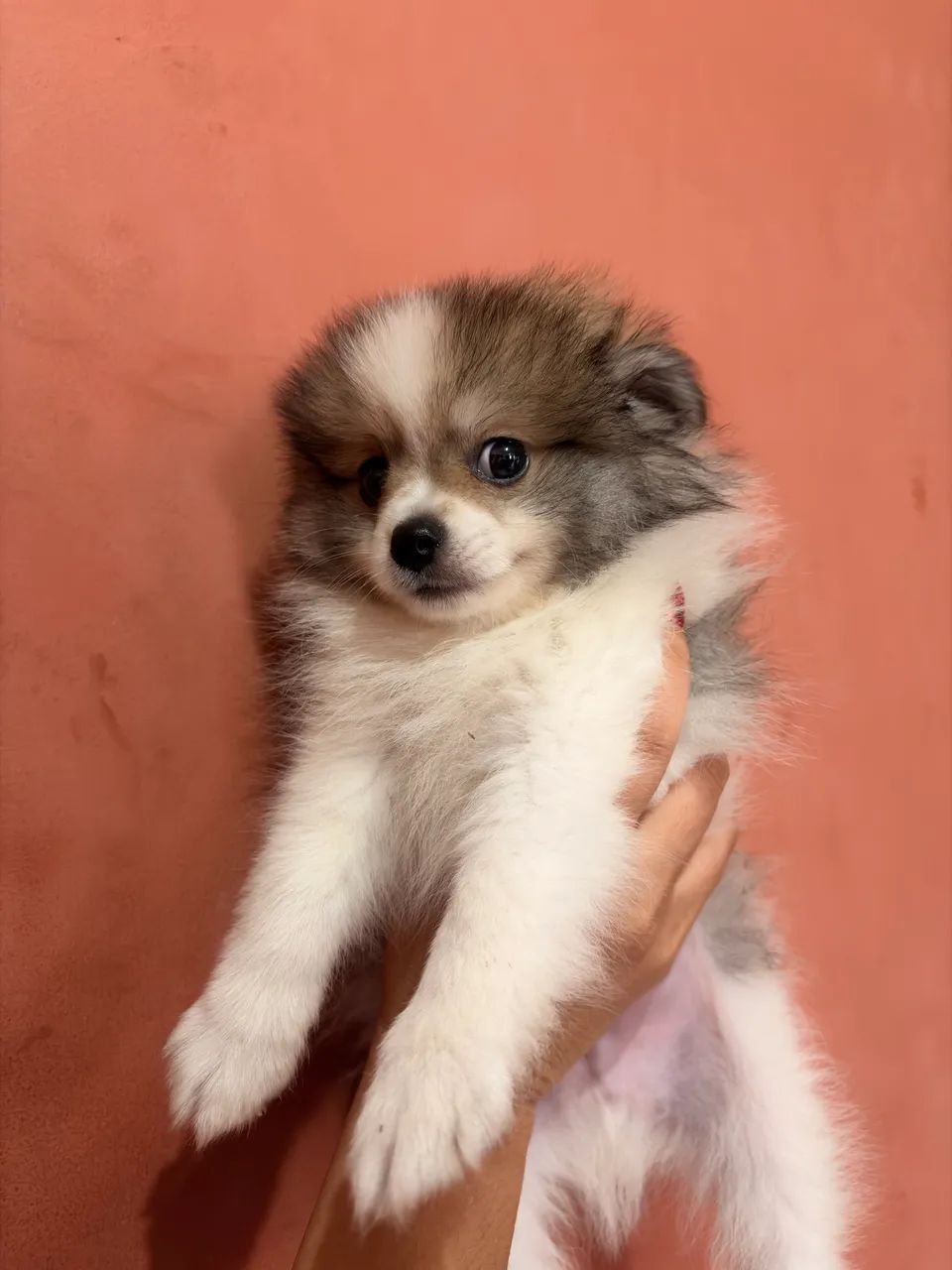Spitz Alemão  - Foto 3