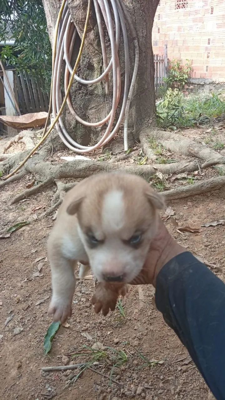 Venda de Cachorro de Raça  - Foto 3