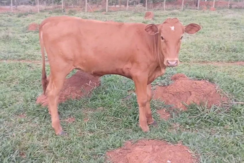 Bezerra caracu - Foto 3