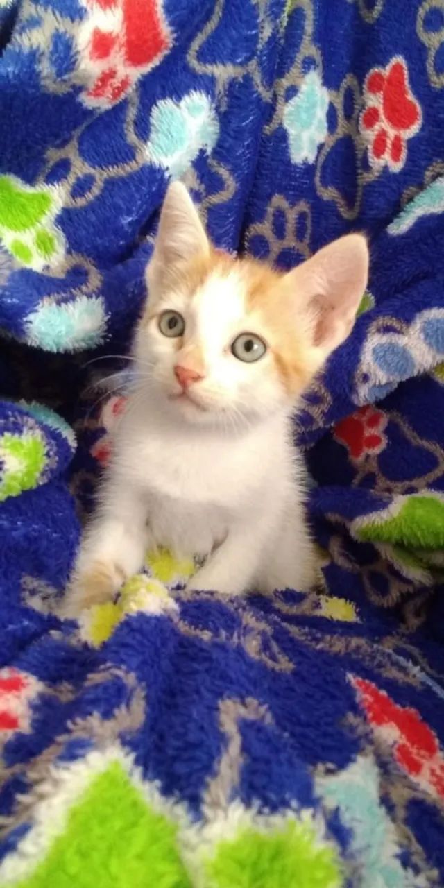 Doação Responsável 