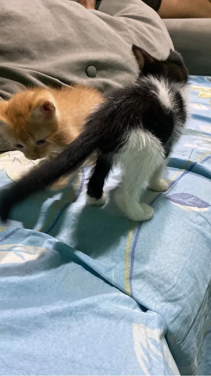Doação gatos - Foto 3