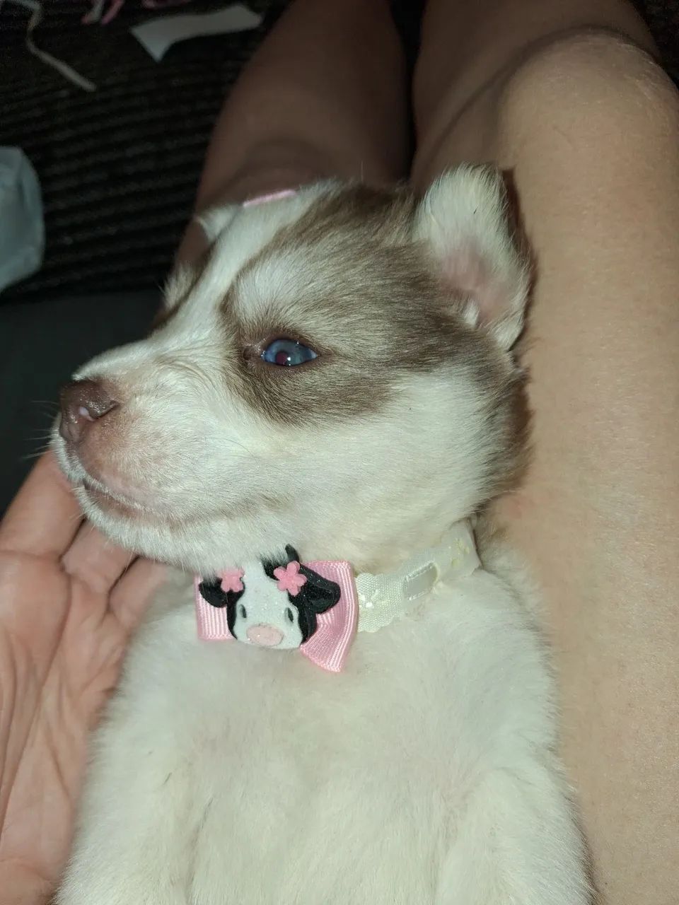 Husky Siberiano  - Foto 3