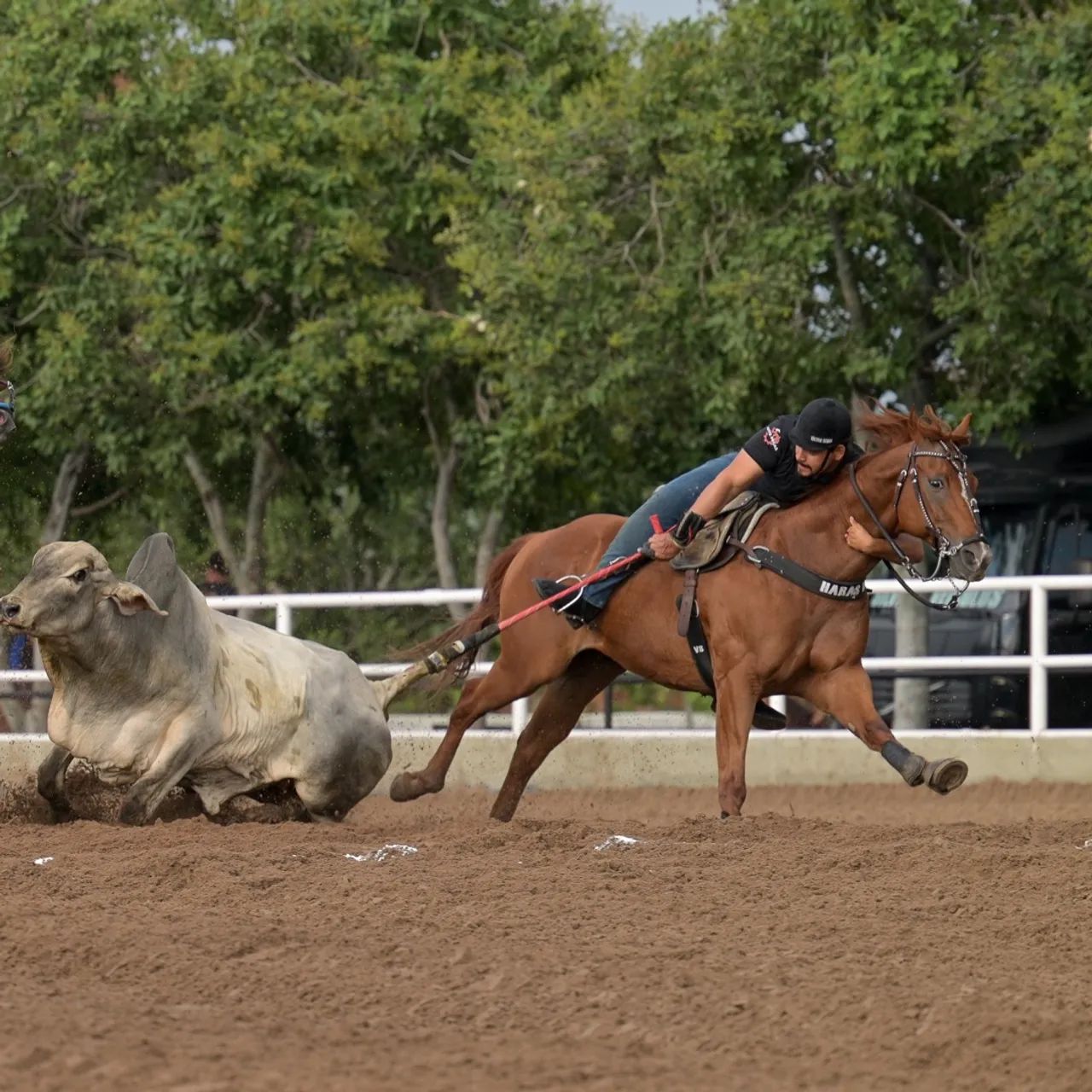 Cavalo de direita quarto de milha vaquejada  - Foto 5