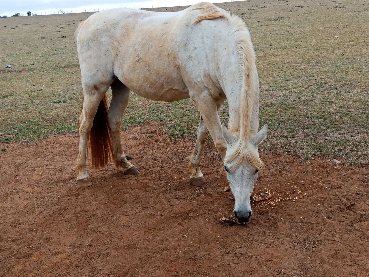Vendo cavalo  - Foto 4
