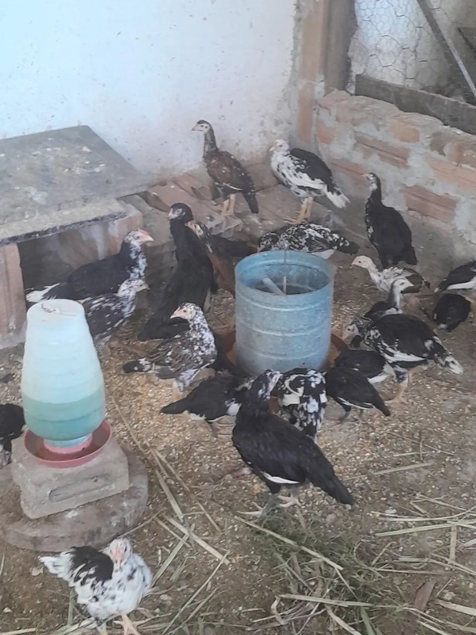 Franguinhos e franguinhas índio cipó - Foto 4