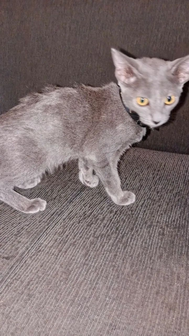 Gato para adoção  - Foto 2