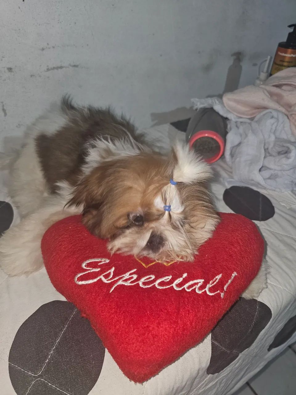 Cachorro  shitzu  lindo - Foto 4