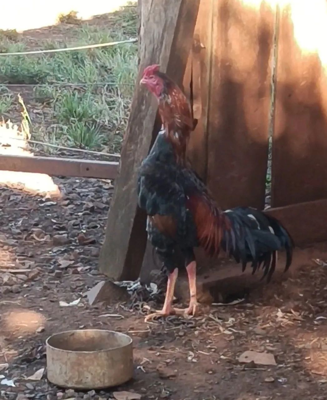 Índio 