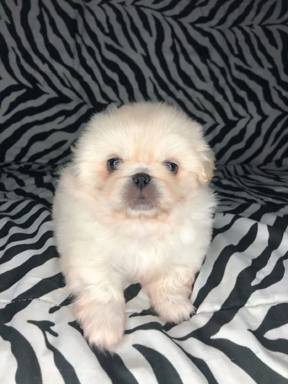 Pequines - Foto 2