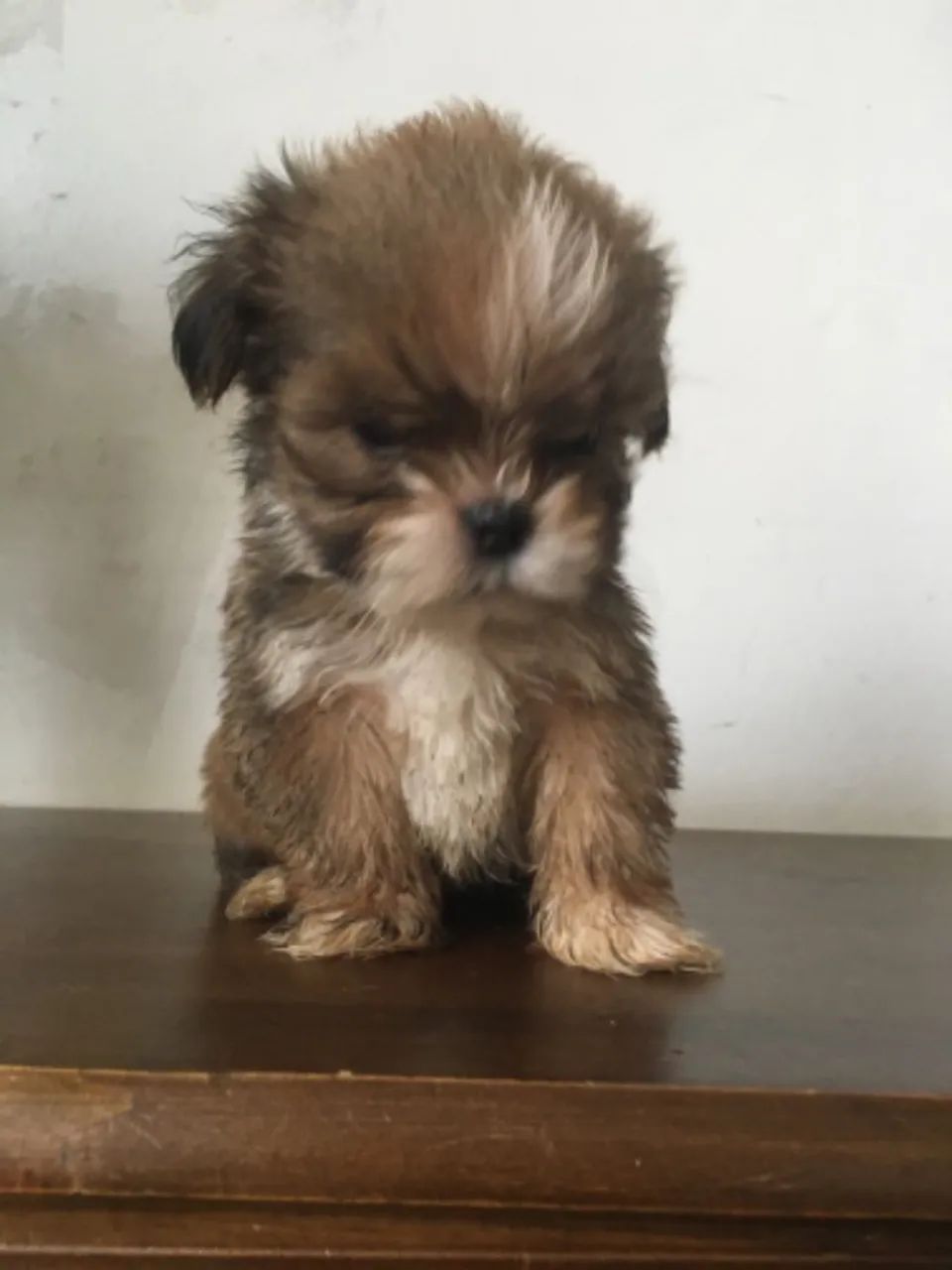 Filhotes Lhasa Apso - Foto 2